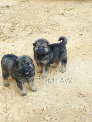 1-3 months Female Purebred Caucasian Shepherd