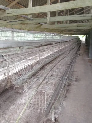 Used Imported Cage's
