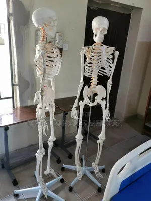 Skeleton 180cm