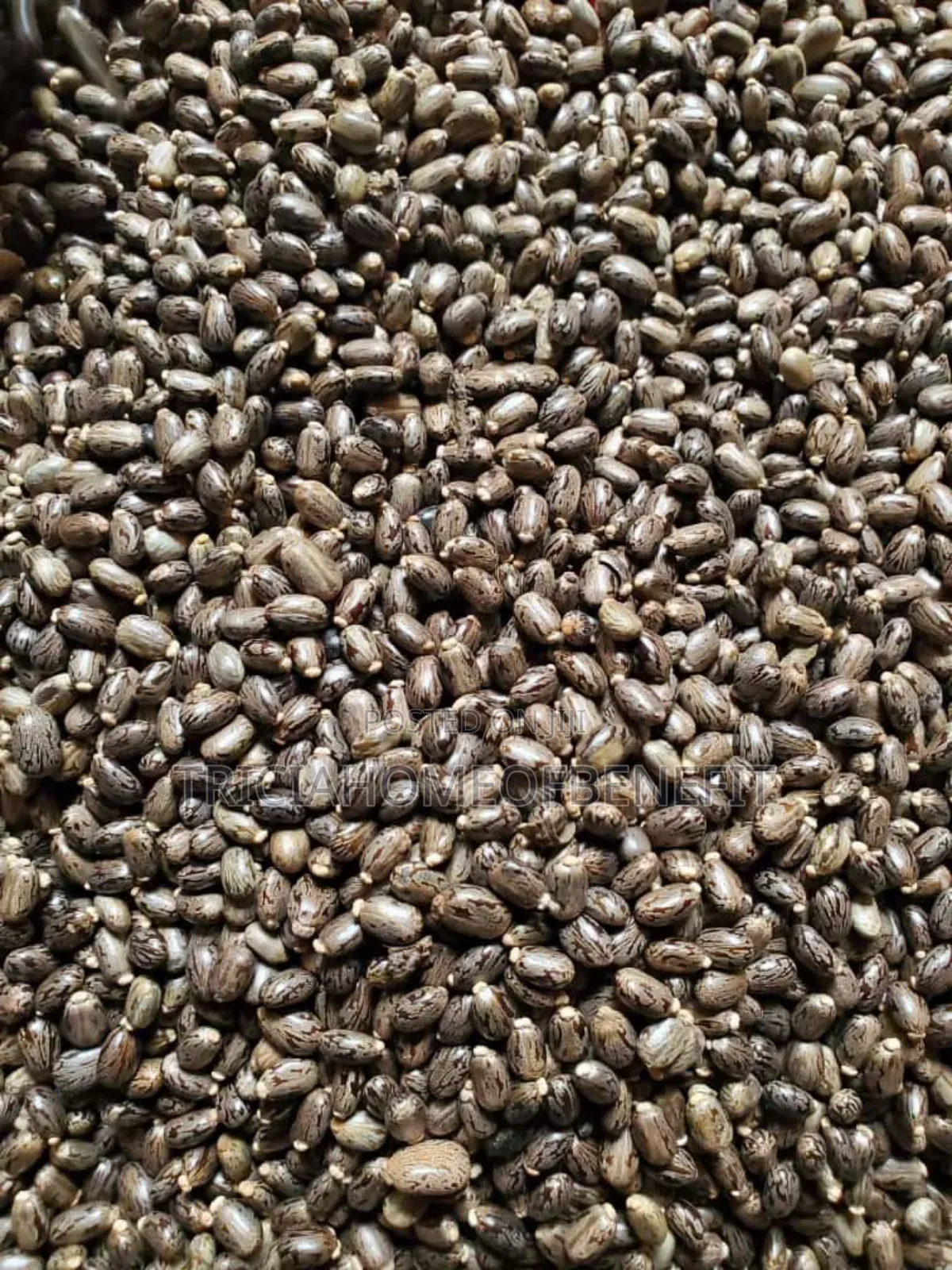 Pregnancy Prevention Seeds