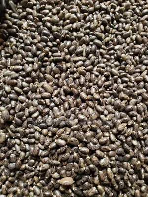 Pregnancy Prevention Seeds