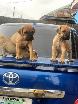 1-3 months Female Purebred Boerboel
