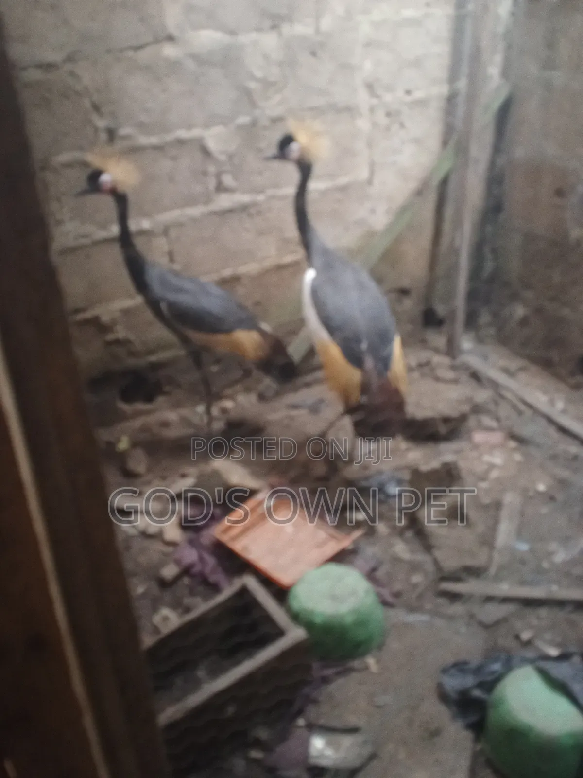 Lovely Crown Crane Is Available