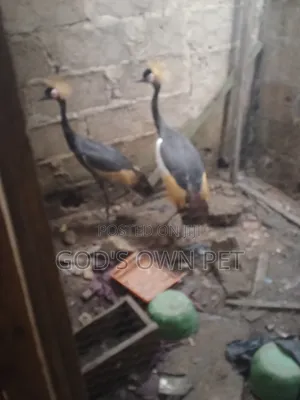 Lovely Crown Crane Is Available