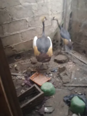 Lovely Crown Crane Is Available