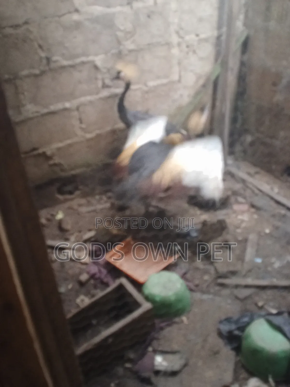Lovely Crown Crane Is Available