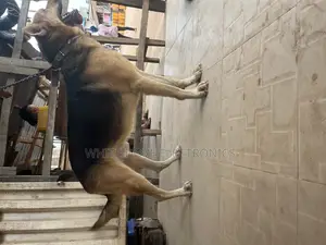 1+ year Male Purebred German Shepherd
