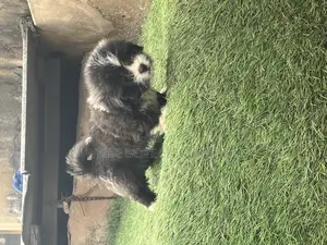1-3 months Male Purebred Lhasa Apso