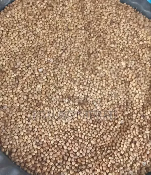 1 Pack of Coriander Seeds