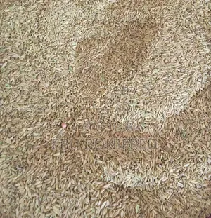 1 Pack of Fennel Seeds