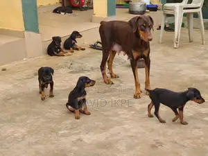 1-3 months Male Purebred Doberman Pinscher