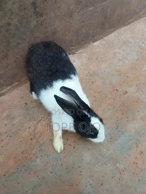 Farm Animal Rabbits