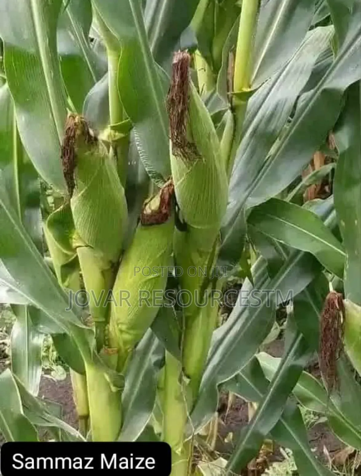 Best Improved Maize Seeds Higher Yield Breeds