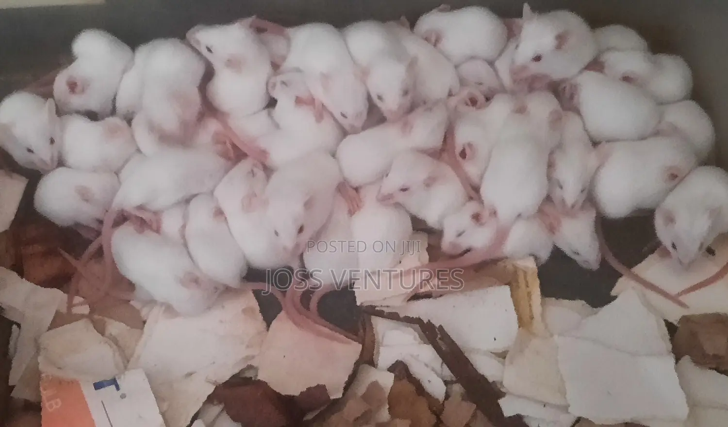 Albino Mice (Balb/C)