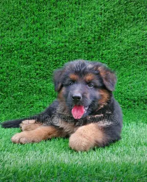 1-3 months Male Purebred German Shepherd