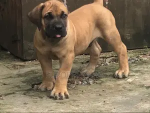 0-1 month Female Purebred Boerboel