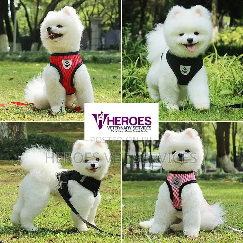 Pet Harness and Leash Set