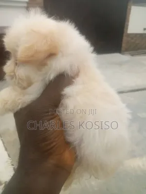 1-3 months Female Purebred Lhasa Apso