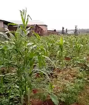 20 Plots of Land at Nkpor Umuoji Road Anambra State