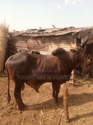 Photo - Strong Brown Cow