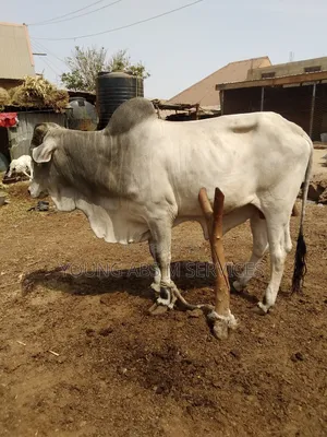 Photo - Pure Breed Bukolo