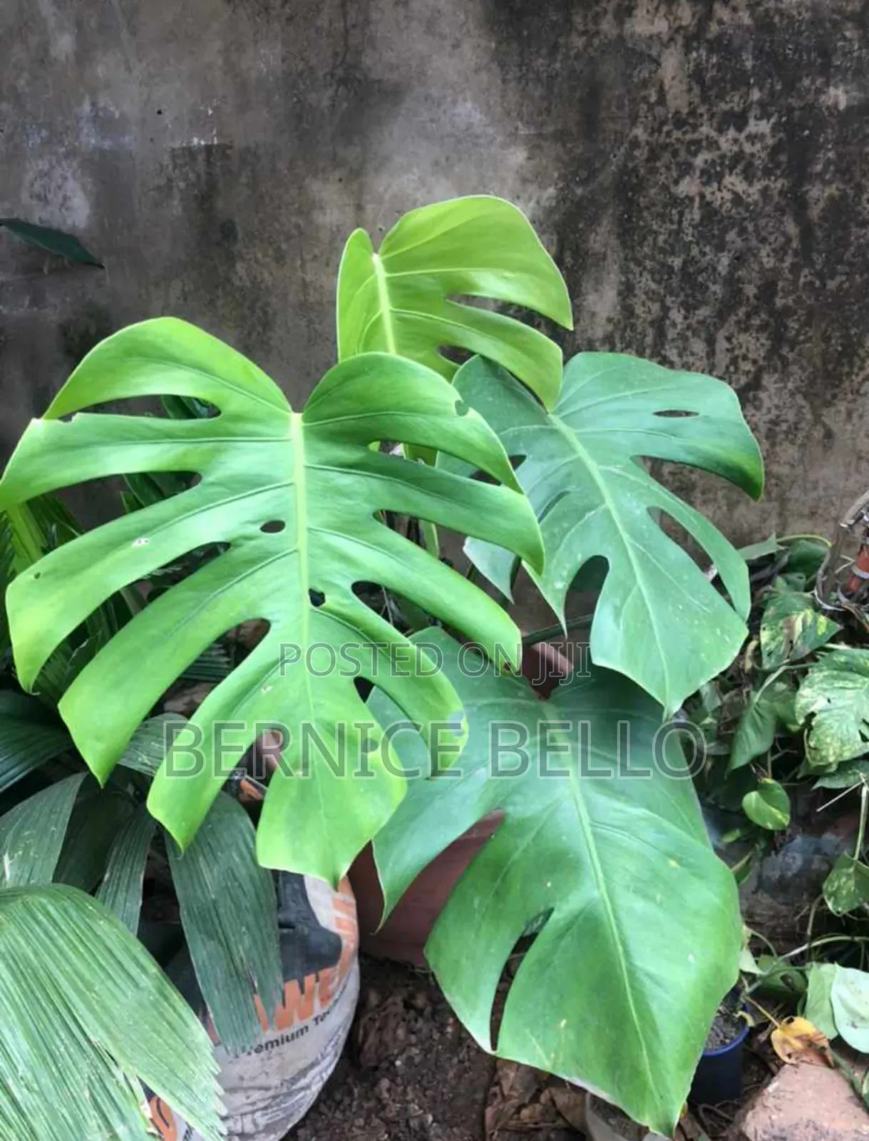 Indoor Outdoor Plants