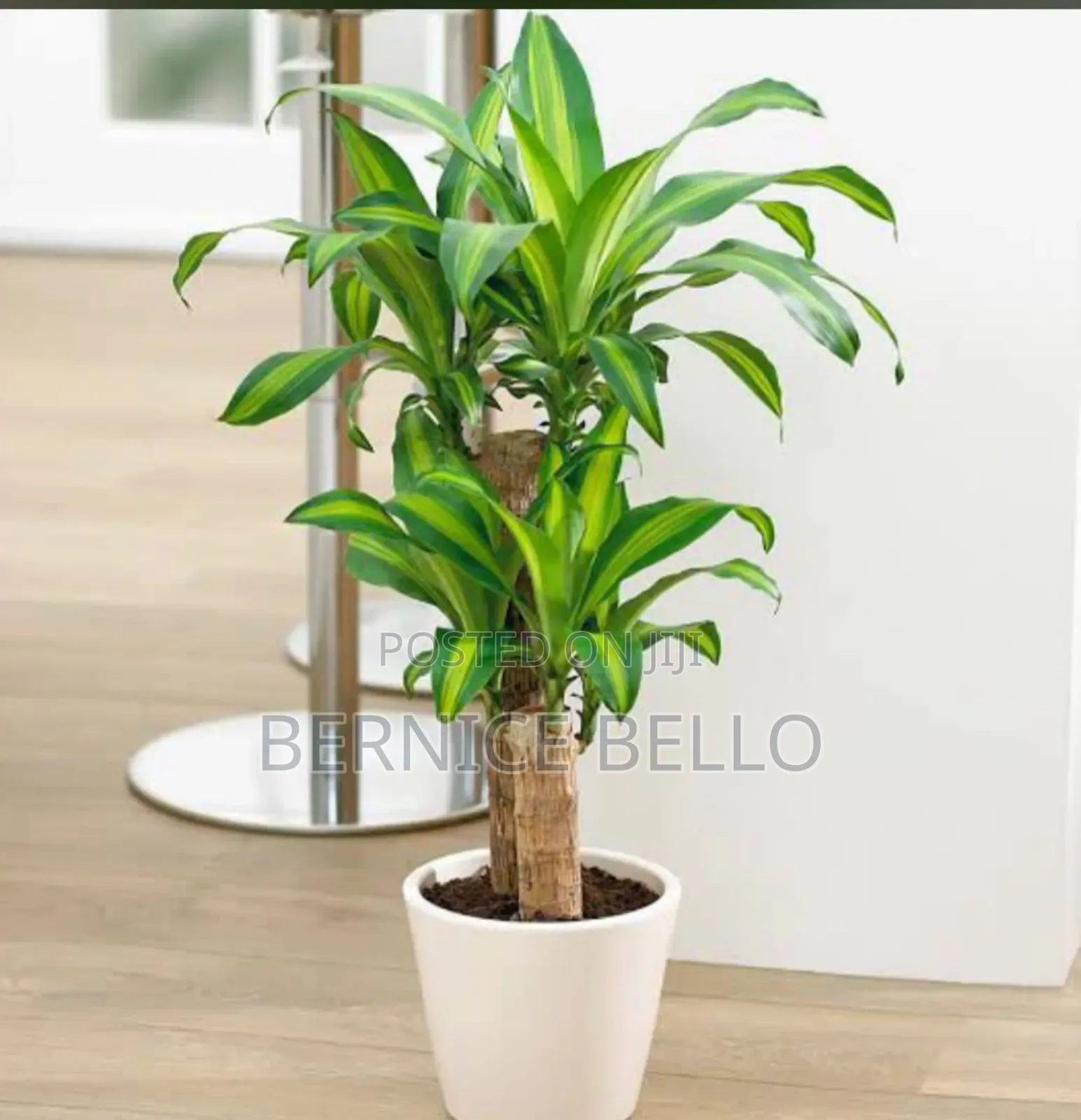Indoor Outdoor Plants