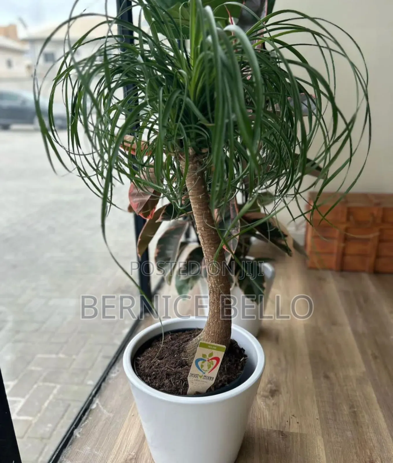 Indoor Outdoor Plants