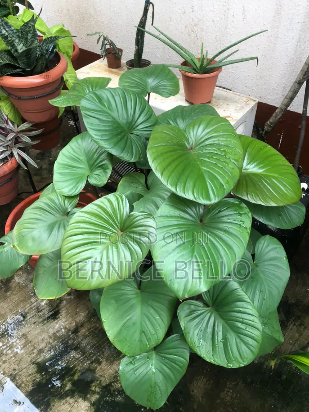 Indoor Outdoor Plants