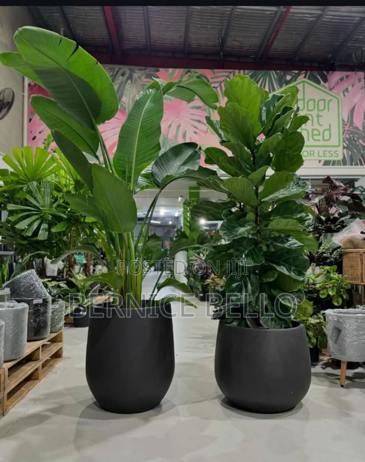 Indoor Outdoor Plants