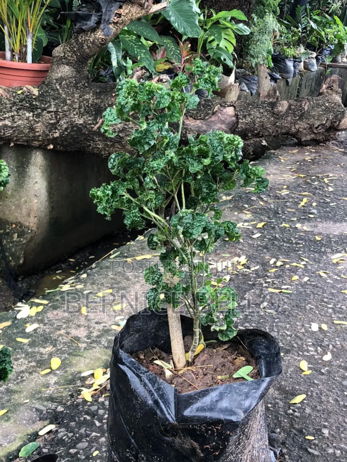 Indoor Outdoor Plants
