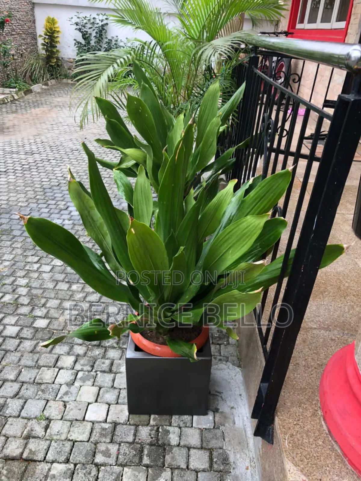 Indoor Outdoor Plants
