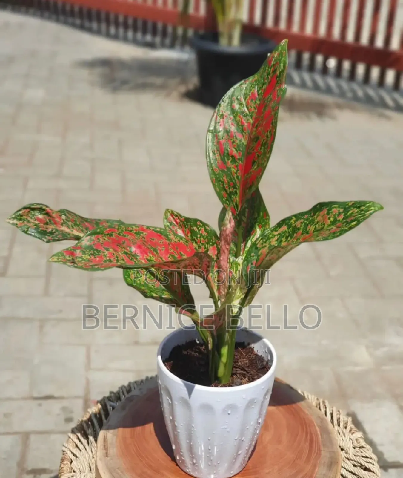 Indoor Outdoor Plants