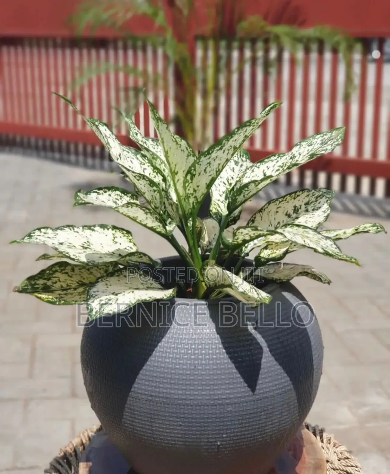 Indoor Outdoor Plants