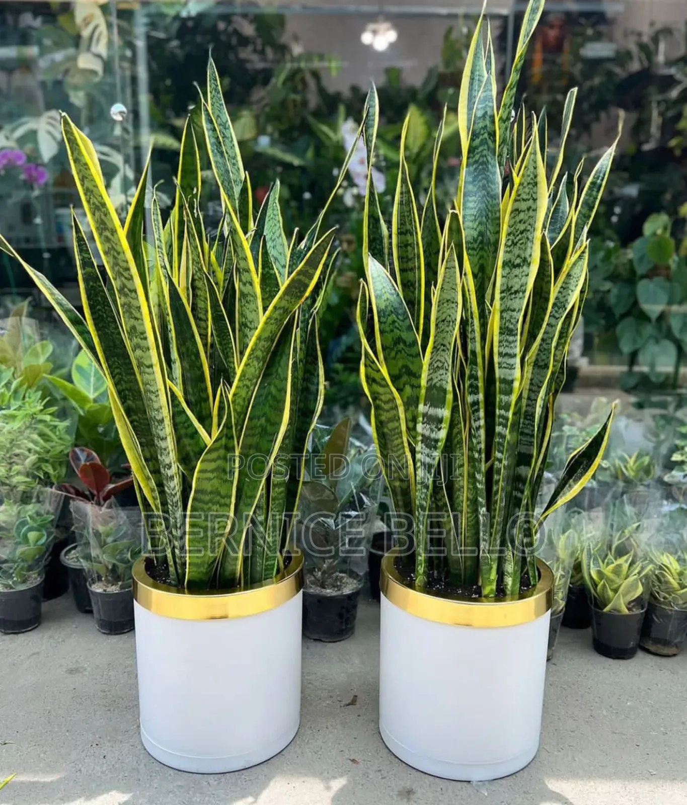 Indoor Outdoor Plants
