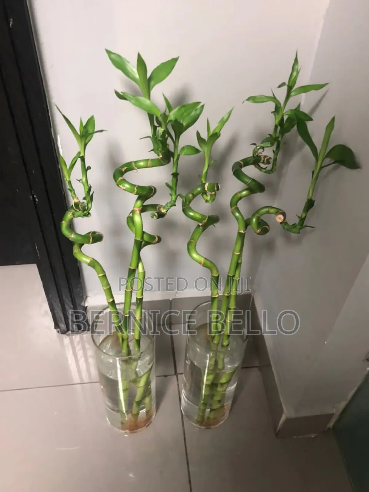 Indoor Outdoor Plants