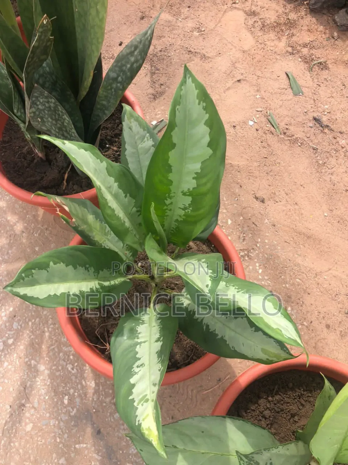 Indoor Outdoor Plants