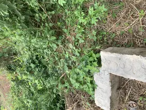 A Plot of Land for at Diamond Estate and Lamini