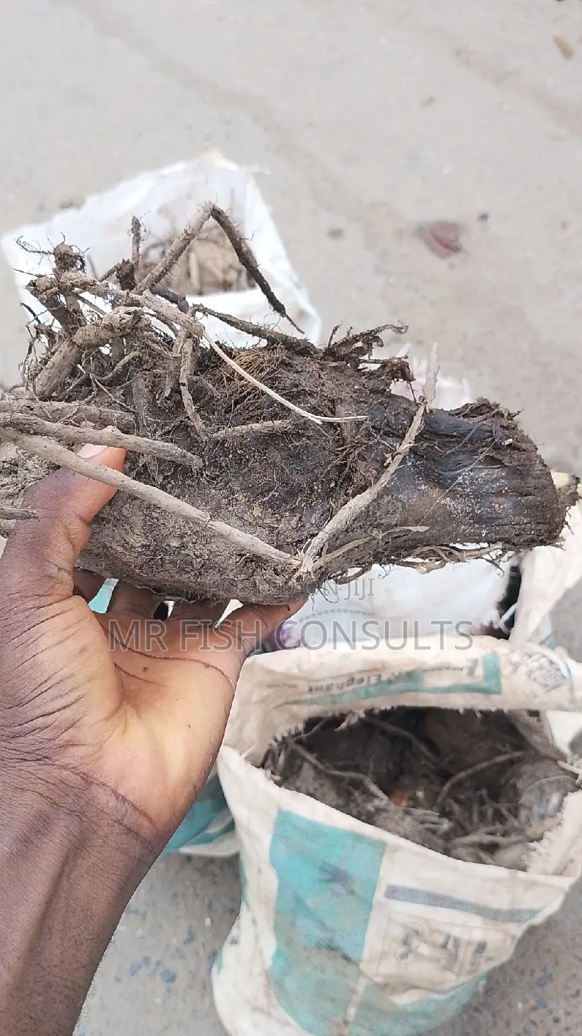 Plantain Sucker