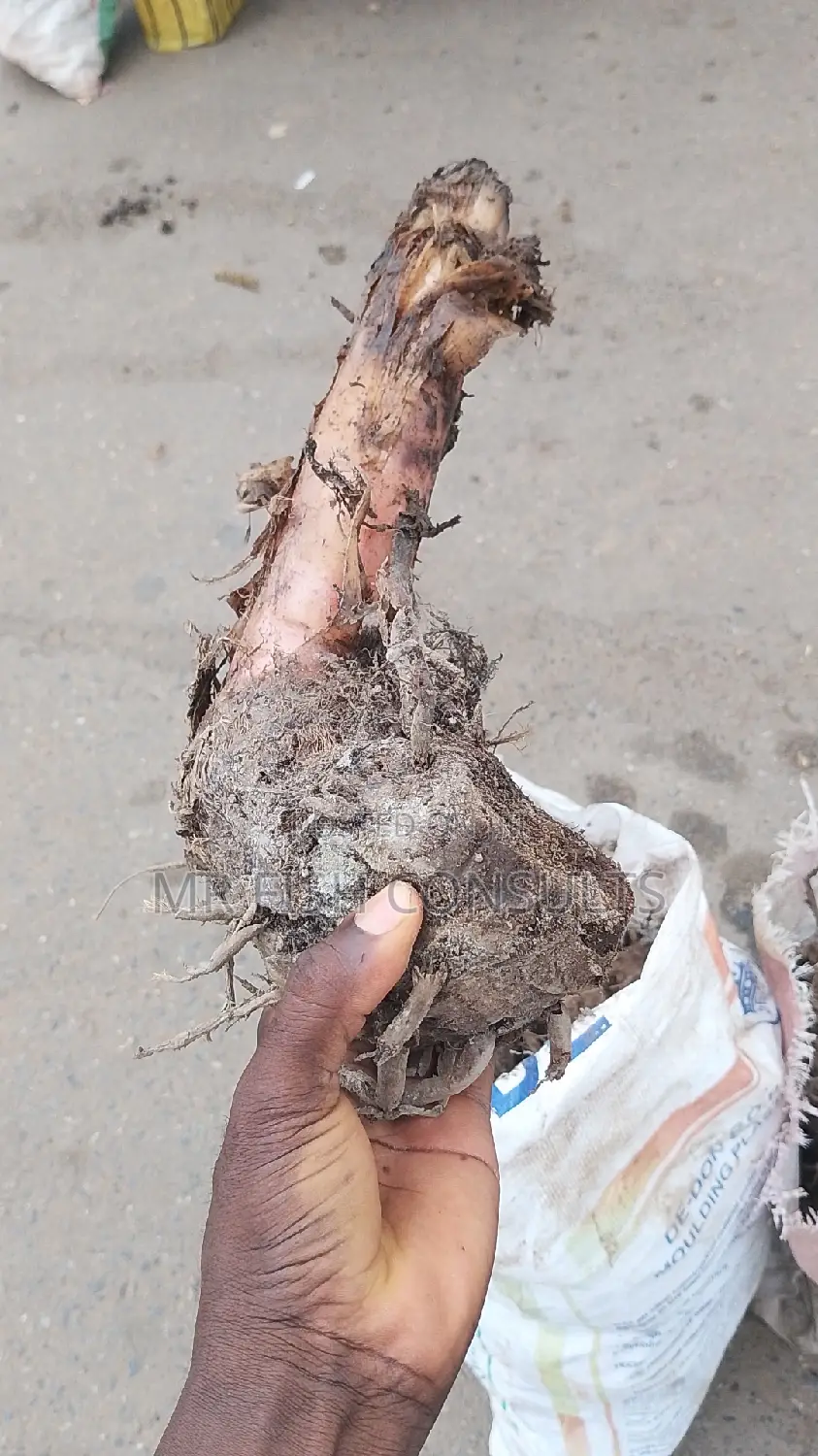 Plantain Sucker