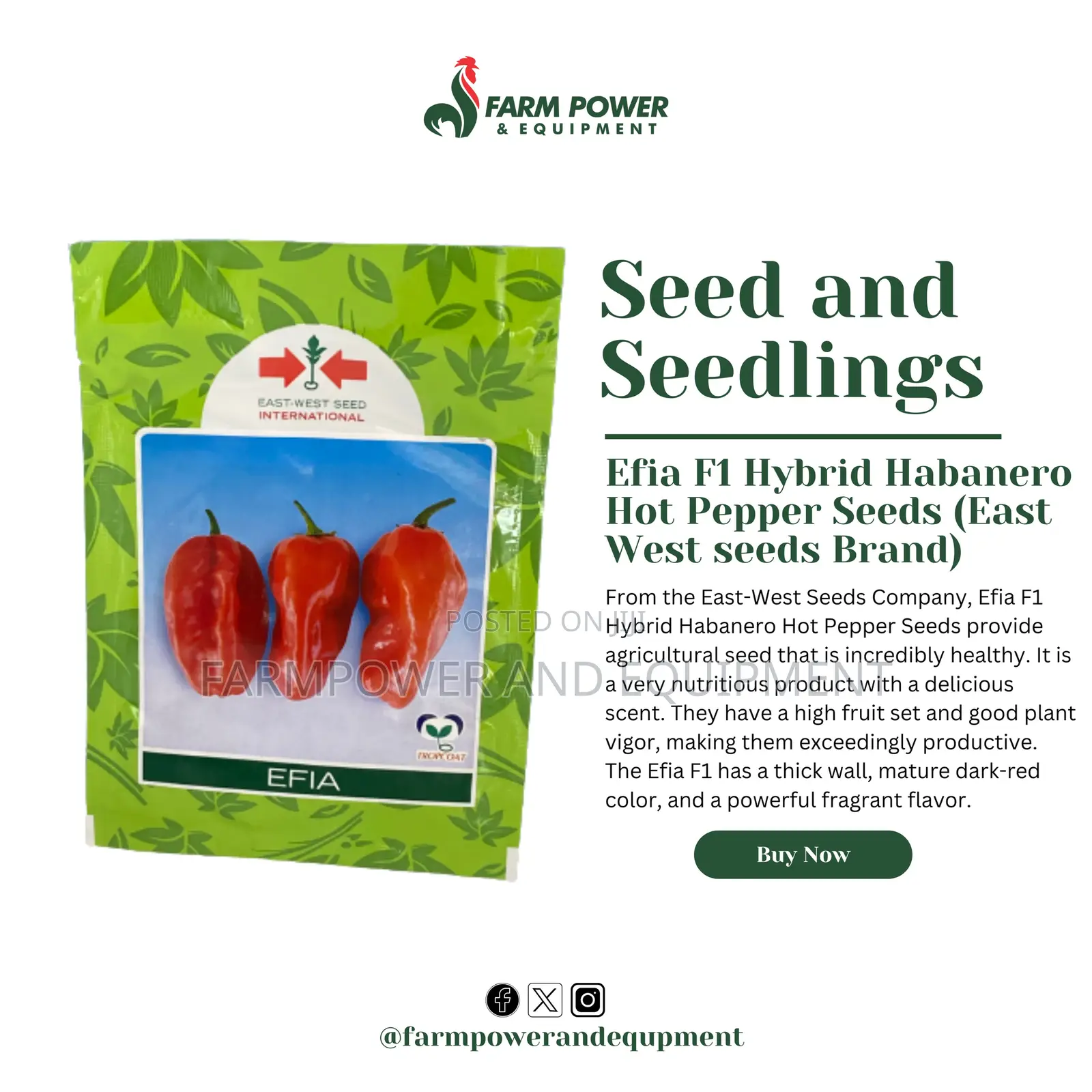 Tomato Seeds