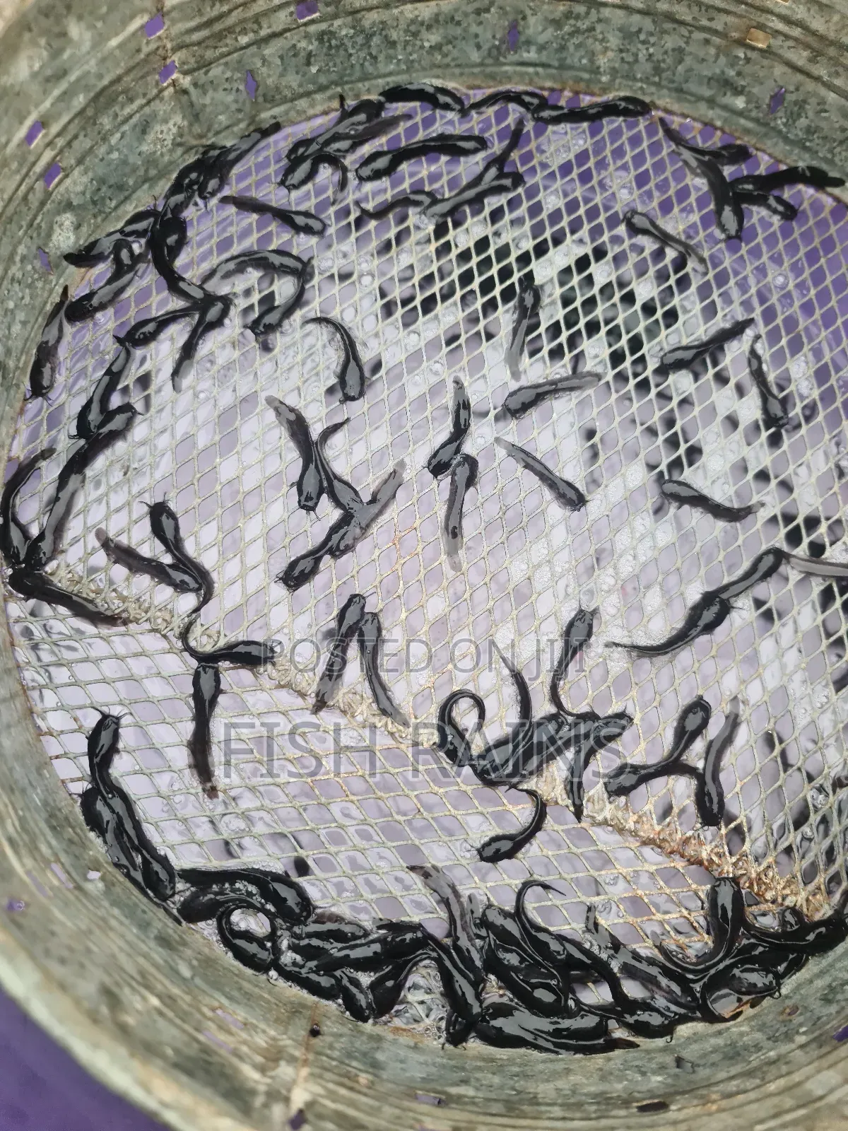 Catfish Fingerlings and Juveniles