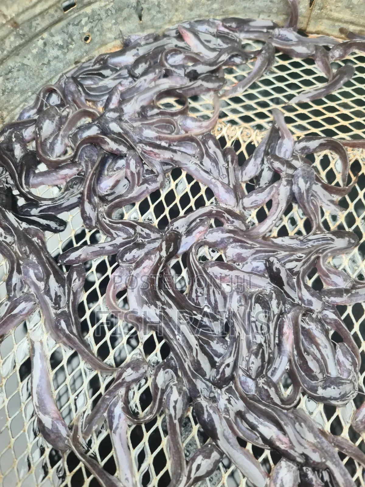 Catfish Fingerlings and Juveniles