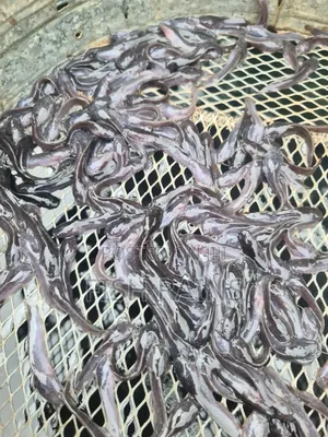 Catfish Fingerlings and Juveniles