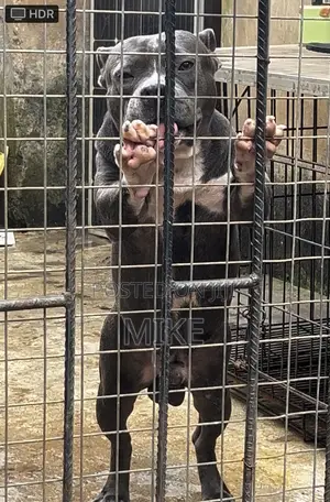 1+ year Male Purebred American Bully