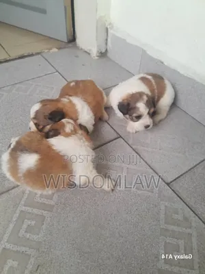 1-3 months Female Purebred Lhasa Apso
