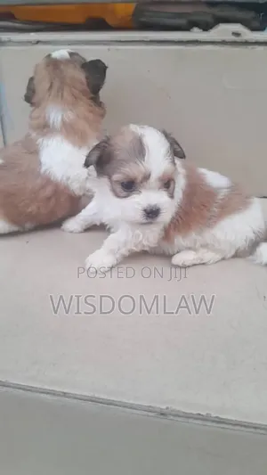 1-3 months Female Purebred Lhasa Apso