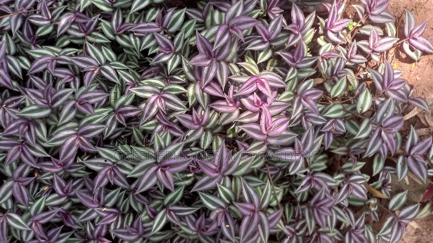Plants/Flowers