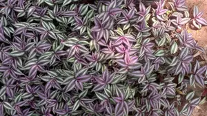 Plants/Flowers