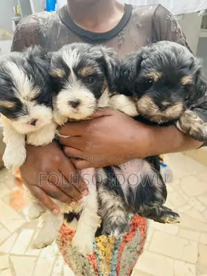 1-3 months Female Purebred Lhasa Apso